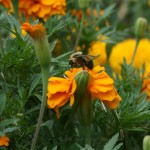 Bee Wuvved
